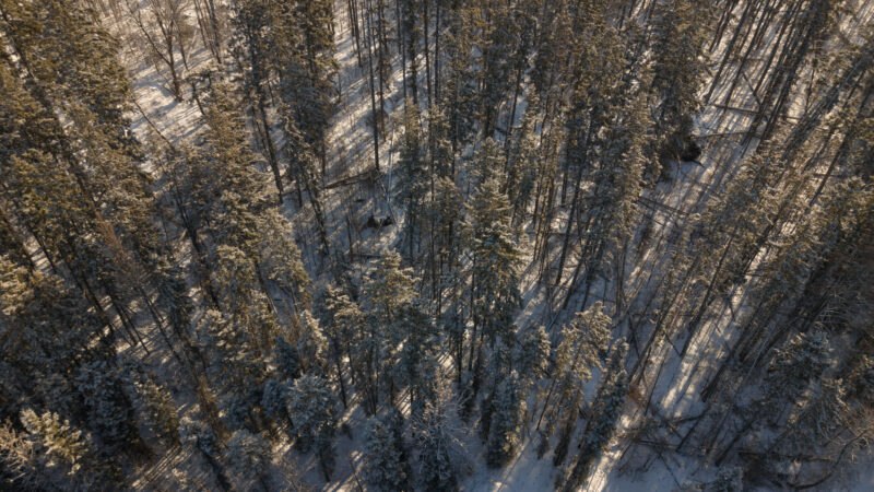 Dense forest canopy covered in snow in Kinglet by Big Lake, Edmonton, Alberta.