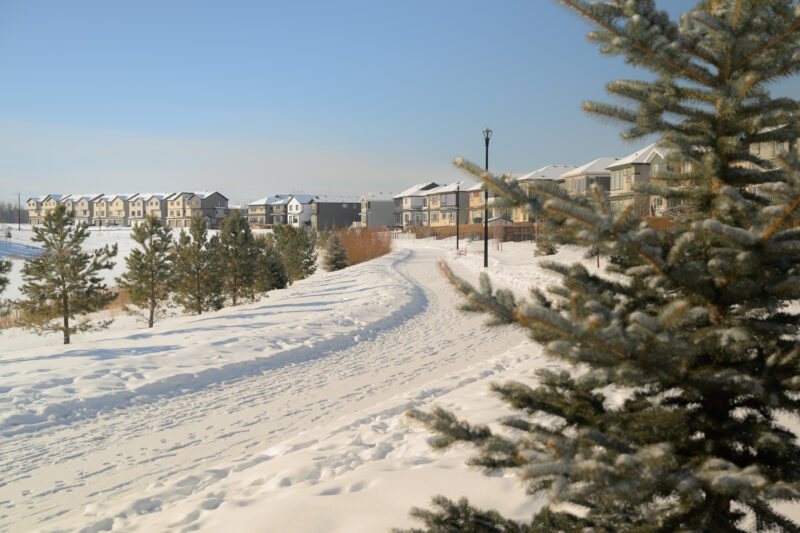 Snow covered walking trail framed by evergreens with homes in the distance in Kinglet by Big Lake, Edmonton, Alberta.