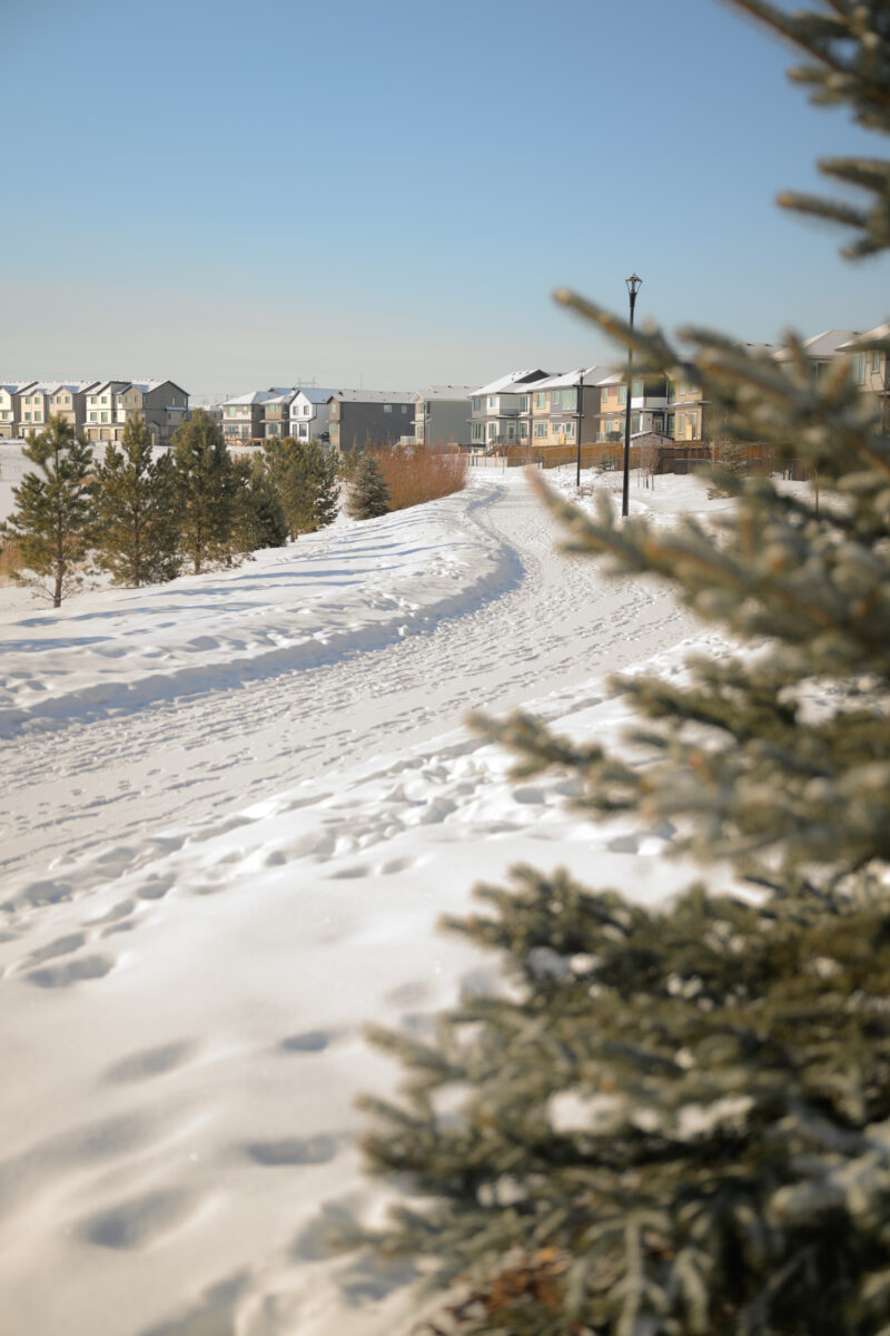 Snow covered walking path beside evergreen trees and nearby homes in Kinglet by Big Lake, Edmonton, Alberta.